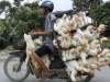 b1_16224_132819_vietnam