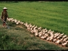 traffic_in_vietnam